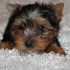Yorkipoos and Yorkshire Terriers from Brittney’s Loving Pets