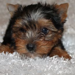 Yorkipoos and Yorkshire Terriers from Brittney’s Loving Pets