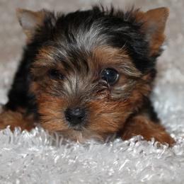 Yorkipoos and Yorkshire Terriers from Brittney’s Loving Pets