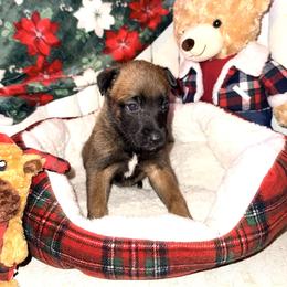 Purple Collar - Fawn female Belgian Malinois puppy in Trenton, Georgia from Laeknir K9