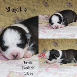 Shuga Pie - Black and white female Pomsky puppy in Denham Springs, Louisiana from Bayouland Pomskies