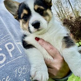American Corgi Puppies from Patriot American Corgi