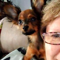 Akita, Russian Toy, and Whippet Puppies from Crossway Akitas, Whippets, & Russian Toys