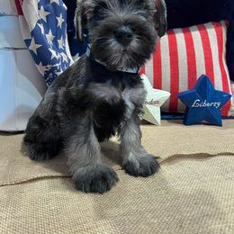 Miniature Schnauzer Puppies from Timeless Miniature Schnauzers