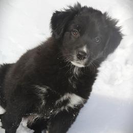 Ivy - Black & white female Australian Shepherd puppy in Mocksville, North Carolina from Trailblazing Aussies