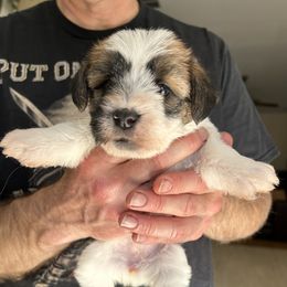 Russell Terrier puppies from Oak Creek Jacks