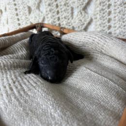 Solid black boy - Black male Poodle puppy in Anna, Texas from Sweet Country Standards