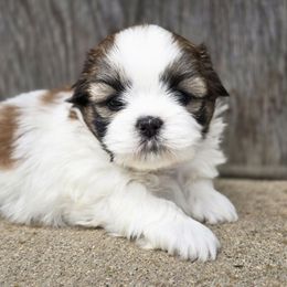 Ozzie - Tricolor male Shih Tzu puppy in Mountain Grove, Missouri from Precious Puppies