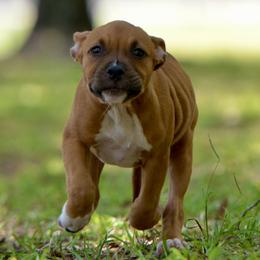Butterfinger - Red female American Staffordshire Terrier puppy in St. Augustine, Florida from LBK & Ancient City