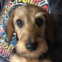JJ - Dachshund