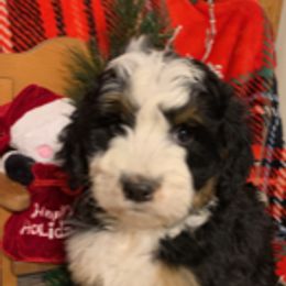 Goldendoodle, Bernedoodle, Poodle, Sheepadoodle, and Yorkshire Terrier Puppies from Free State Pedigrees