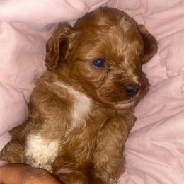 Millie - Red female Cavapoo puppy in Orinda, California from Amore Cavaliers
