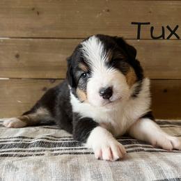 Tux - Black tri-color male Australian Shepherd puppy in Kearney, Nebraska from Helix Aussies