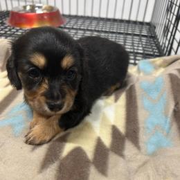 Darlin's Black - Black and tan female Dachshund puppy in Rattan, Oklahoma from Burgett’s Barnyard Dachshunds