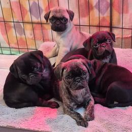 Pug puppies from Kayla's Pugs
