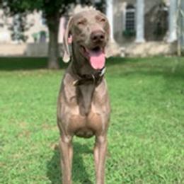 Weimaraners from Miller’s Weimaraner Kennel