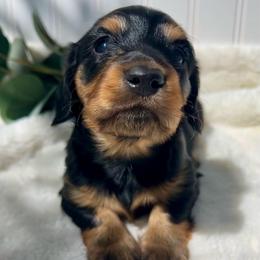 Black and Tan - Black and tan female Dachshund puppy in Nampa, Idaho from Long_and_Low_Dachshunds