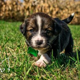 Sporty Mix Puppies from Seay's Sporty Mixes