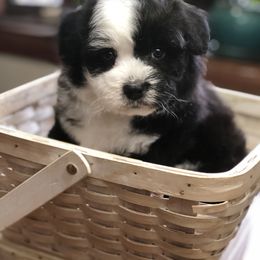 Aussiedoodle Puppies from Ohana Companions