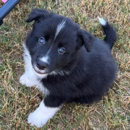Cali - Black and white male Border Collie puppy in Hartsville, South Carolina from Wiggles 4 Life