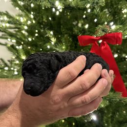 Poodle Puppies from Aura & Luxe Poodles