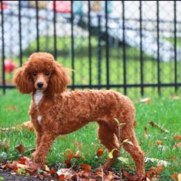 Maggie - Poodle