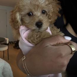 Maltipoo Puppies from Awwws-n-Pawws