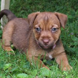 American Hunt Terrier and Russell Terrier Puppies from Bare Bottom Farms
