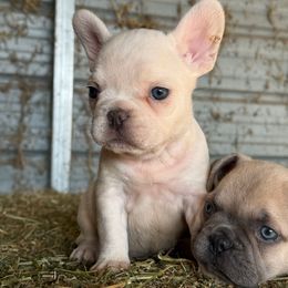 Cream boy - Cream male French Bulldog puppy in Brooksville, Florida from Post Farm Rottweilers & French Bulldogs
