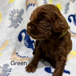 Boy 2 - Brown male Boykin Spaniel puppy in Milan, Georgia from Dixie Darlin Boykins