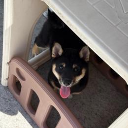 Ciara - Black and tan female Shiba Inu puppy in Elizabeth, New Jersey from Shiba Inu Loving Care