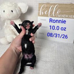 Ronnie - Black and white male Sheepadoodle puppy in Cornelia, Georgia from Yates Family Farm