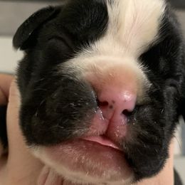 Girl 3 - Boxer puppy in Henderson, Tennessee from Vom Broadvalley
