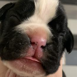 Girl 3 - Boxer puppy in Henderson, Tennessee from Vom Broadvalley