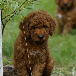 Rocket - Red  male Goldendoodle puppy in Augusta, West Virginia from Creation Goldedoodles