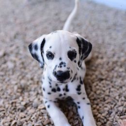 Dalmatian and Labrador Retriever Puppies from CountrySide Dalmatians & Locks of Love Labradors