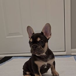 French Bulldog Puppies from Kristen's French Bulldogs