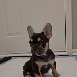 French Bulldog Puppies from Kristen's French Bulldogs