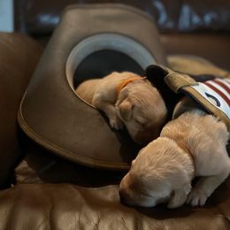 Labrador Retriever Puppies from Spring Water Labs of the Carolinas