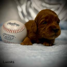Lucas - Red male Cavapoo puppy in North Branch, Minnesota from Rosie’s Pups MN