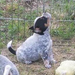 Australian Cattle Dog Puppies from Willowbrook Kennels