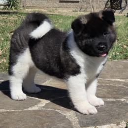 Enzo - Black, silver undercoat male Akita puppy in Granbury, Texas from Folklore Akitas