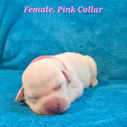 Daisy - Yellow female Labrador Retriever puppy in Caledonia, Ohio from 7Cs Labs