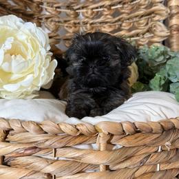 Daisy (Purple collar) - Black and tan female Shih Tzu puppy in Sherman, Texas from Shannon’s Sugar Sweet Shih Tzu’s