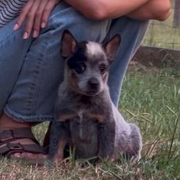 Banjo - Blue male Australian Cattle Dog puppy in Devalls Bluff, Arkansas from Coolhand's Australian Cattle Dogs