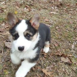 Pembroke Welsh Corgi Puppies from Beth's Pawsitivley Corgis