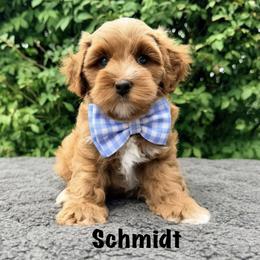 Schmidt - Apricot male Australian Labradoodle puppy in Mason, Michigan from Monarch Labradoodles