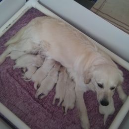 French Bulldog and Golden Retriever Puppies from Tracy Soreano