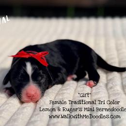 Gift - Tri-color female Bernedoodle puppy in Orange, Texas from Walk with Me Doodles