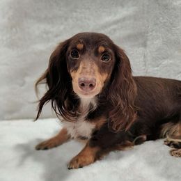 Hershey - Dachshund